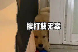 房车小伙捡了一只小金毛，犯错揍了它一顿，有人说我不应该打狗视频封面