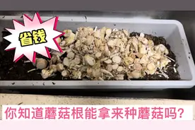 家里买的蘑菇根不要丢了 可以拿来培育新蘑菇 省钱又实用