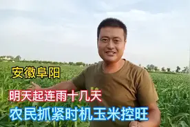 安徽阜阳玉米开始控旺，接下来十几天都是雨，再不打就来不及了