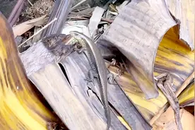 海南四脚蛇，无毒，它学名叫草绿龙蜥，是一种蜥蜴。视频封面