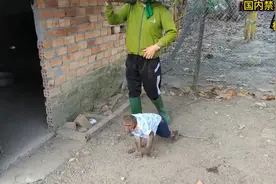 你知道在国外养一只猴子有多简单吗