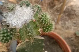 想要仙人球开群花，爆崽多，用这一招花苞数不清，你也可以试试视频封面