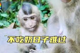 小彩虹犯奶瘾馋奶时抓耳挠腮成了偷奶贼！视频封面