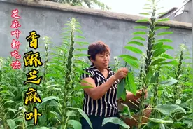 芝麻叶收获的季节，大娘教你个不一样的做法，外焦里嫩，香酥可口
