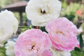情歌《花开的时候来看我》深情感人，满满的都是爱视频封面