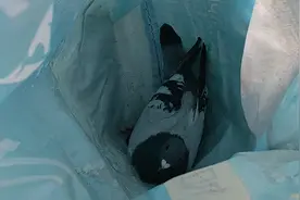 大棚里，飞进一只鸽子，脚上戴有红色编码和黄色脚环，该怎么处理视频封面