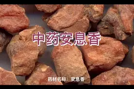 中药安息香的作用与功效。中草药中药。@意公子视频封面