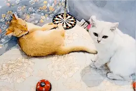 原来公猫向母猫求爱还有这种叫唤声音，奶声奶气发出母猫般的叫声视频封面