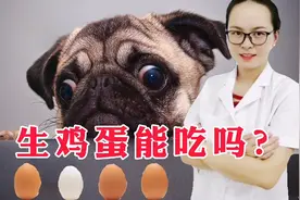 狗狗可以吃生鸡蛋吗？蛋清是不是有害？鸡蛋壳可以用来补钙吗？视频封面