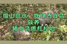 小夫妻扎根深山养黑猪：喝山泉水，吃绿色食品，放养……视频封面