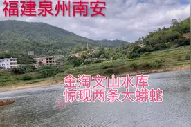 福建泉州南安：金淘镇文山水库两大条蟒蛇被困，等待救援视频封面