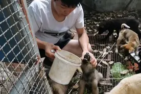 这广西小伙厉害了，养土狗两年多，不是在挖坑，就是在挖坑的路上视频封面