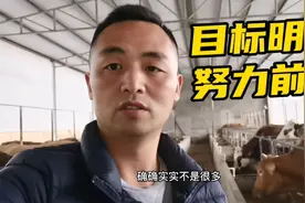 同行圈养30头西门塔尔牛，听说能长3000斤，为什么牛犊不好卖？视频封面