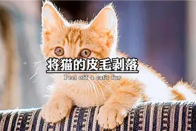 越南人吃猫肉。视频封面