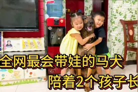 全网最会带娃的马犬，对弟弟妹妹超级宠爱，形影不离的狗保姆！视频封面