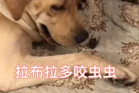拉布拉多，咬虫虫的高手，看看是怎样“玩”这只虫虫的视频封面