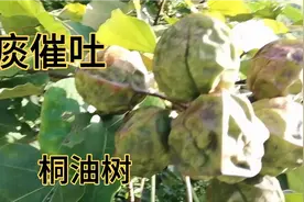 桐油树对疥癣螆痒，烧伤起很大作用，认识吗？去看看吧！视频封面