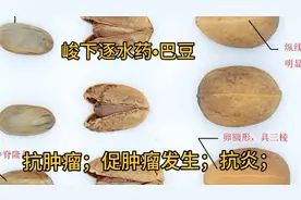 介绍峻下逐水药•巴豆，治寒疾便秘，腹水鼓胀，让人又爱又恨。视频封面