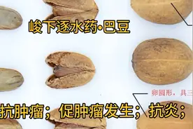 介绍峻下逐水药•巴豆，治寒疾便秘，腹水鼓胀，让人又爱又恨。视频封面