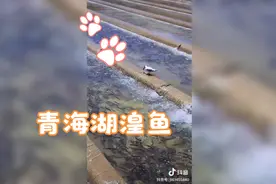 青海湖湟鱼：为什么人不能吃，鸟可以吃？
