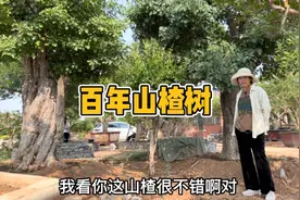 山东枣庄惊现2棵百年山楂树，杆粗达到了惊人的65公分，看看啥样视频封面