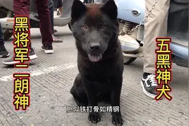 黑将军二郎神，五黑神犬，只寻找喜欢的爱狗人士领养。