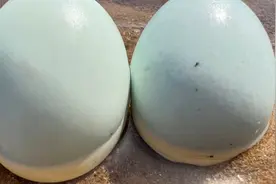 大嘴赶海发现好多大海参，还有跟手掌大的白蛋，这到底是什么蛋