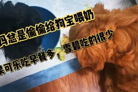 狗妈老是偷偷给狗宝喂奶，搞的雪碧这两天吃饭吃的很不好。视频封面