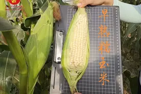 河南农大选育最新糯玉米新品种，早熟性好品质好，一亩收入四五千视频封面