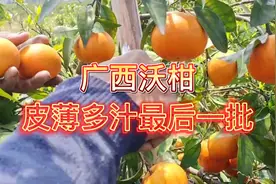 广西沃柑4月份的时候最好吃，口感香甜皮薄多汁，最后一批采摘了视频封面