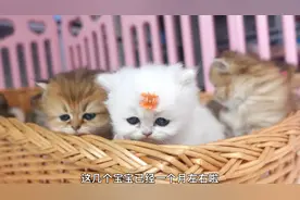 一个月的小奶猫能有多重？
