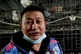 为什么鸽子会出现吐食呕吐，你知道原因吗？视频封面
