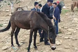农村老人会看骡子，四尺高六牙大黑骡一万成交，可驮五百斤