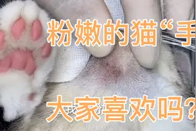 粉嫩的猫“手”高清视频附加洁癖福利（剃黑下巴加洗牙）有知识点视频封面