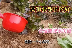 想要莴笋长得大而粗，只需往莴笋地里这样浇一把，防虫杀菌又高产视频封面