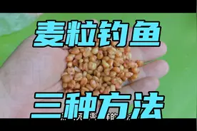挂钩麦粒，最容易上鱼的三种方法，从此你会爱上麦粒，谁试谁知道视频封面