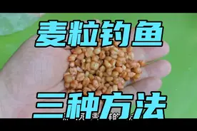 挂钩麦粒，最容易上鱼的三种方法，从此你会爱上麦粒，谁试谁知道视频封面