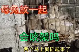 养兔子放一起养不会咬架，很多都知道公兔喜欢咬架，那母兔呢！视频封面