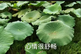 初次见男友父母要注意自己的言谈举止视频封面