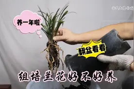 组培兰花到底好不好养，养一年啦！翻盆看看咋样？新手快来看看视频封面