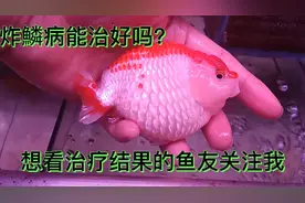 观赏鱼治疗炸鱗病后续来了！看看它究竟能不能恢复？小知识