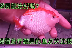 观赏鱼治疗炸鱗病后续来了！看看它究竟能不能恢复？小知识视频封面