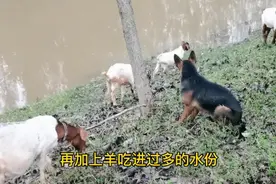 下雨天能放羊吗？明白原理，学会这两招，牧羊也能风雨无阻视频封面