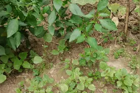 灭虫记之一：天气炎热，辣椒秧上爬满了臭屁虫