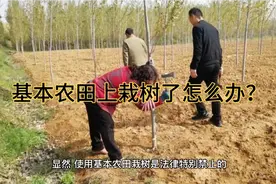 在基本农田上种树了怎么办？后果是什么？视频封面