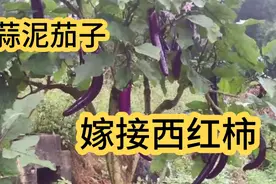 农村小伙硬把茄子嫁接在西红柿上，结果很意外视频封面