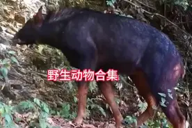 黄麂、赤麂、山犁丶野猪、苦猪、白鹇、厡鸡视频封面