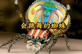 你见过会跳舞的孔雀蜘蛛吗视频封面