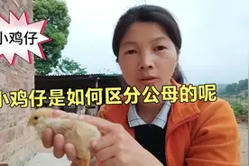 小鸡仔是如何区分公母的，不管是未出壳还是出了壳的都能区分出来视频封面