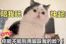 猫咪见主人睡觉，不光偷袭还用猫脚踩人脸，好气又好笑！视频封面